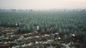 Children of Agave