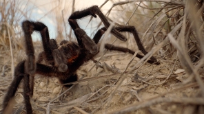 Tarantula Land