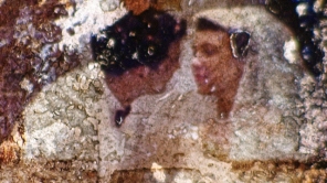 Oblivara - Beauty to Oblivion